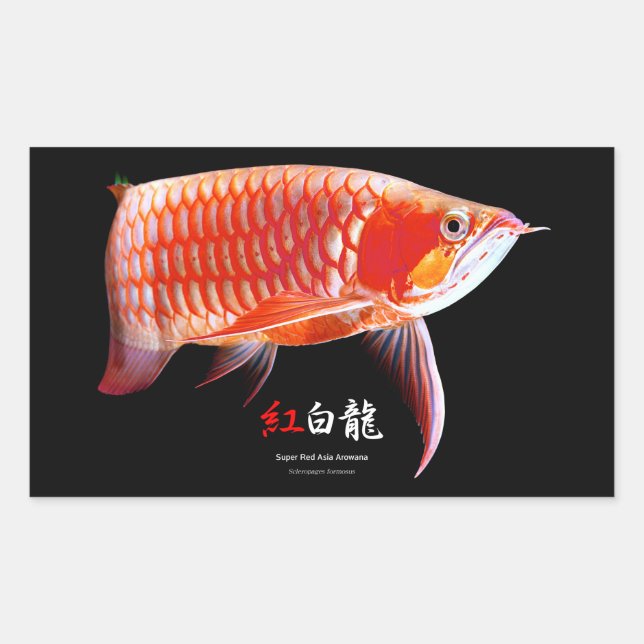 Adesivo Retangular Asian Arowana の優良製品 (Frente)