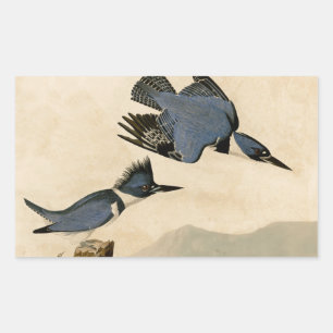 Adesivo Retangular Audubon Belfisher Kingfisher Wildlife Bird