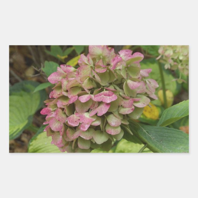 Adesivo Retangular Autumn Hydrangea Bloom com Ouro Hosta Leaves (Frente)