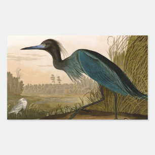 Adesivo Retangular Aves da América de Crane Azul de Audubon