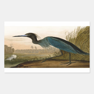 Adesivo Retangular Aves da América de Crane Azul de Audubon