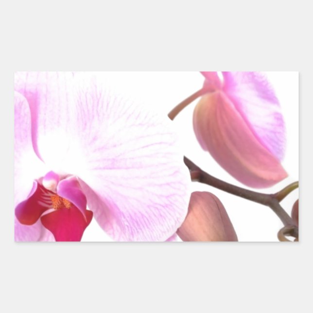 Adesivo Retangular Aziza Orchid Blossoms (Frente)