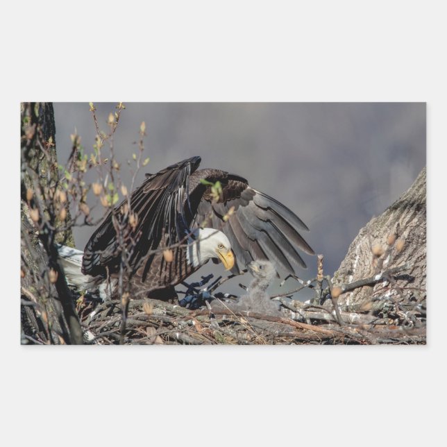 Adesivo Retangular Bald Eagle com seu bebê (Frente)