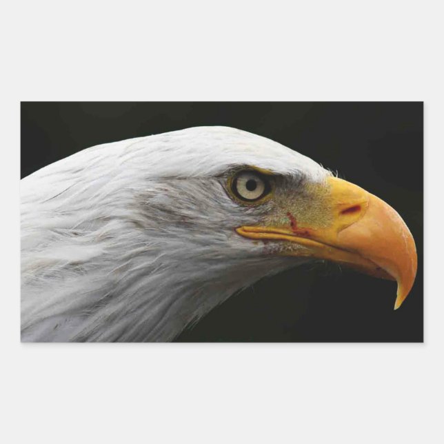 Adesivo Retangular Bald Eagle stcna (Frente)