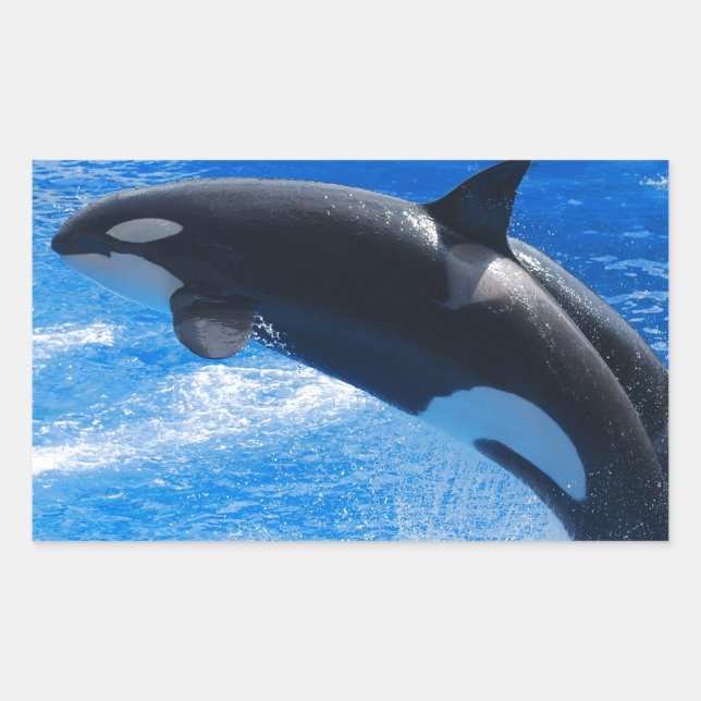 Adesivo Retangular Baleia Orca Pulando (Frente)