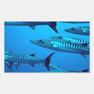 Adesivo Retangular barracuda mergulho mar profundo água oceano tropic