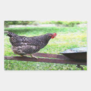 Adesivo Retangular Barred Rock Hen Em Pedra De Roda