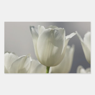 Adesivo Retangular Belas Tulipas Brancas de Primavera