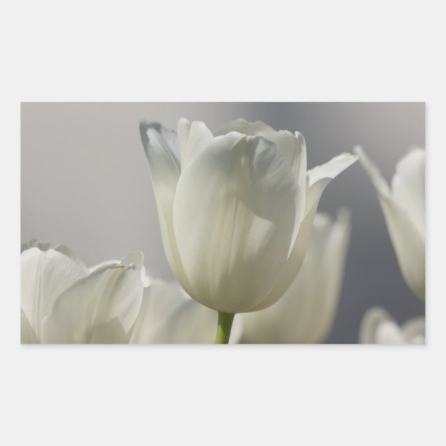 Adesivo Retangular Belas Tulipas Brancas de Primavera (Frente)