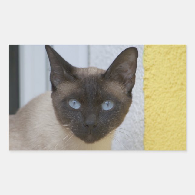 Adesivo Retangular Belo Ponto de Selo Gato Siamês (Frente)