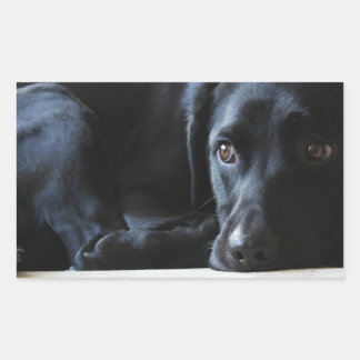 Adesivo Retangular Black Labrador