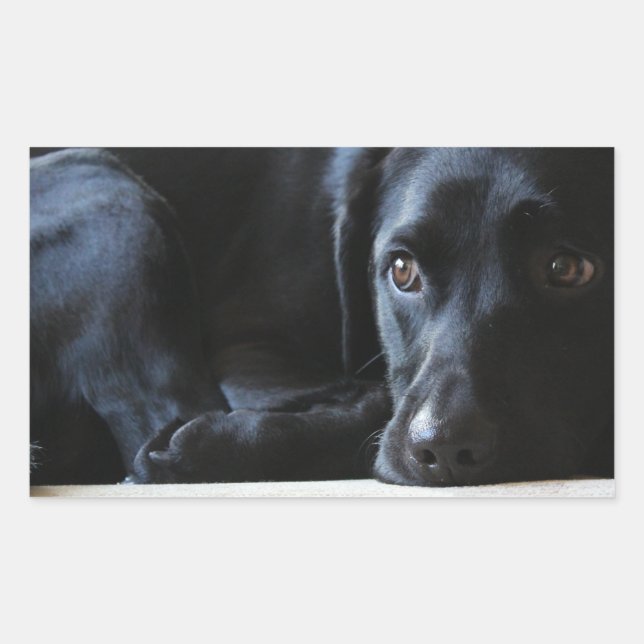 Adesivo Retangular Black Labrador (Frente)