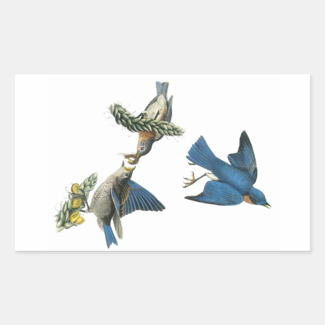Adesivo Retangular Bluebird oriental por Audubon (Frente)