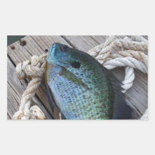 Adesivo Retangular bluegill no doca
