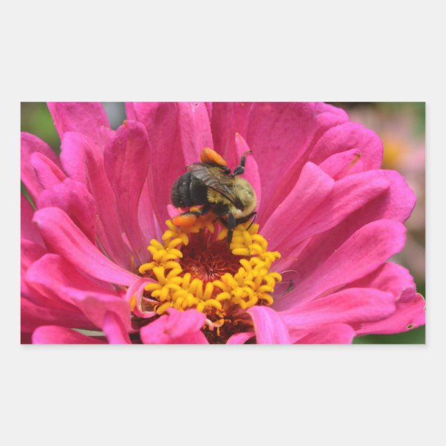 Adesivo Retangular Bonito rosa rosa rosa, rosa, Zinnia Bumble bee (Frente)