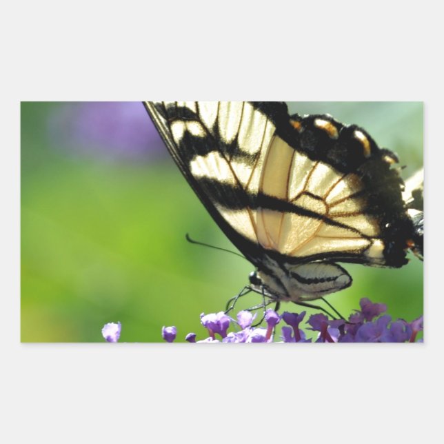 Adesivo Retangular Borboleta amarela e preta na Lavanda (Frente)