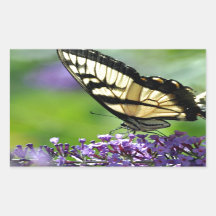 Borboleta amarela e preta na Lavanda
