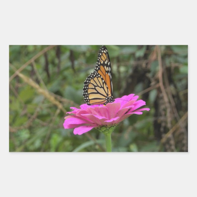 Adesivo Retangular Borboleta Monarca numa Flor Zinina Rosa Bonito (Frente)