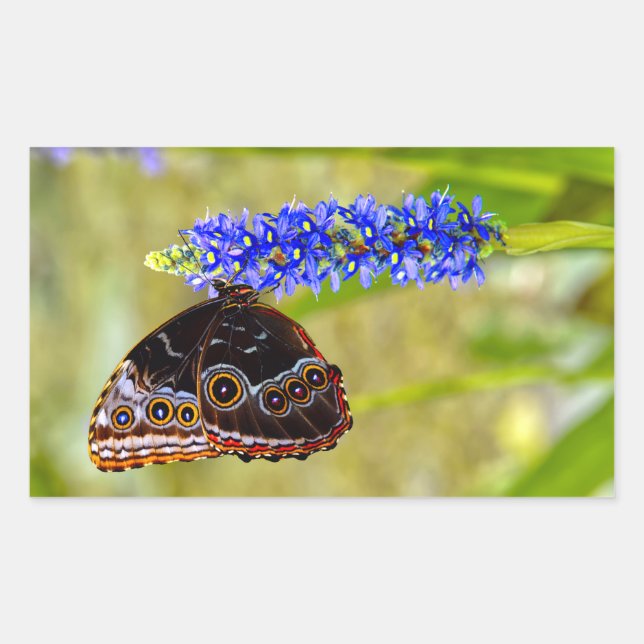 Adesivo Retangular Borboleta morfo azul em uma orquídea marsh (Frente)