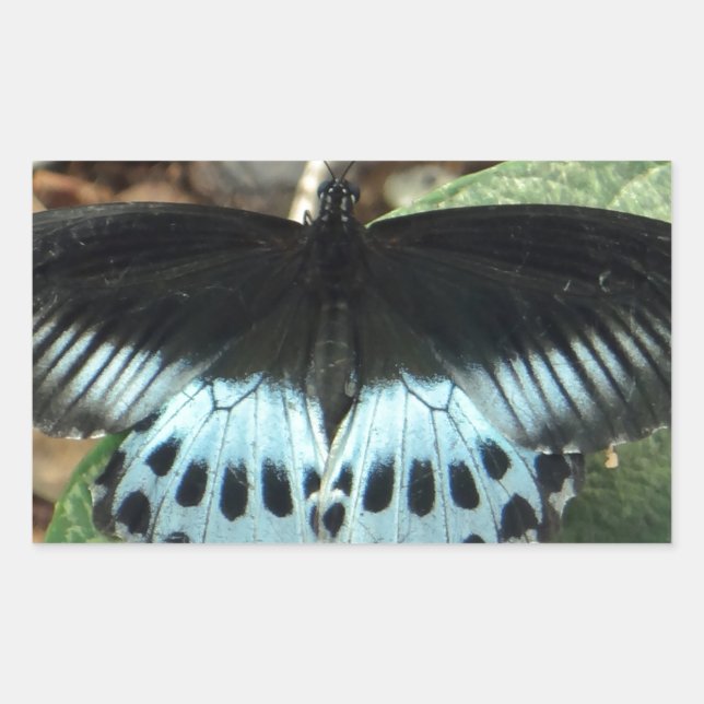 Adesivo Retangular Borboleta Mórmon Iridescente Azul (Frente)
