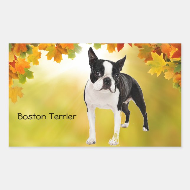 Adesivo Retangular Boston Terrier preto e branco (Frente)