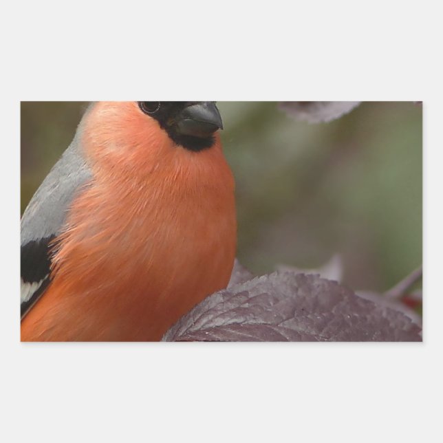 Adesivo Retangular Bull Finch (Frente)