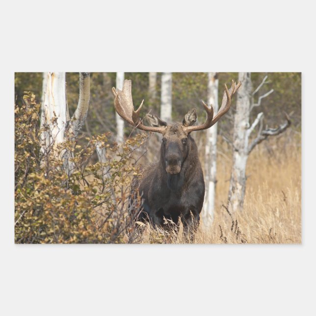 Adesivo Retangular Bull Moose Impressionante (Frente)