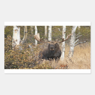 Adesivo Retangular Bull Moose Impressionante