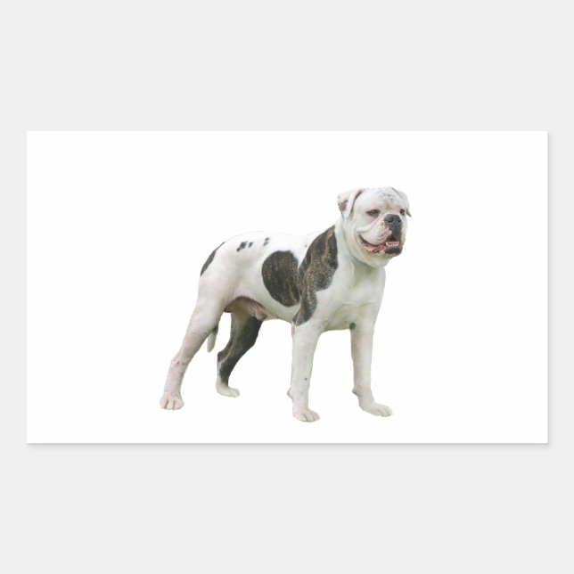 Adesivo Retangular Bulldog Americano - Marrom-Branco (Frente)