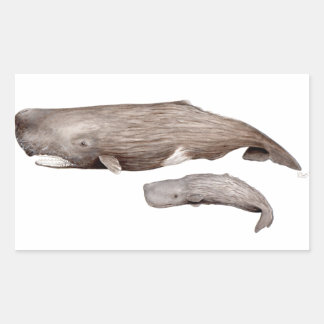 Adesivo Retangular Cachalote, madre y cría
