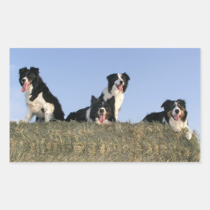 Adesivo Retangular Cachorro de Filhote de Border Collie Preto e Branc
