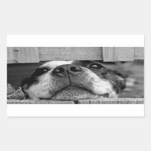 Adesivo Retangular Cachorro Engraçado, agora sob cerca, espiar um boo