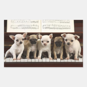 Adesivo Retangular Cachorro Filhote Chihuahua no Piano ( Chewawa , Ch