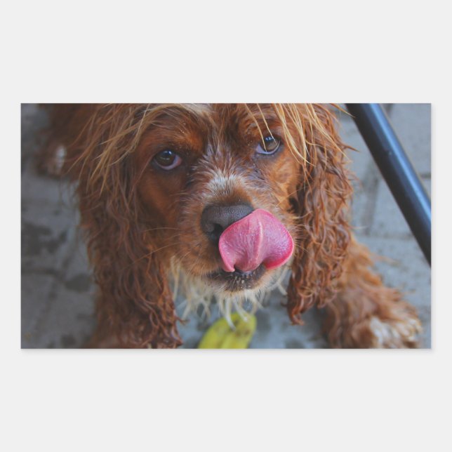 Adesivo Retangular Cachorro Molhado com Banana (Frente)