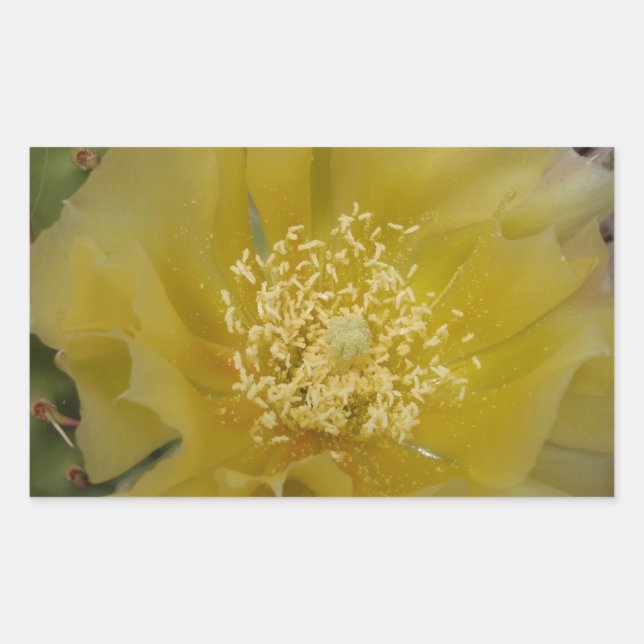 Adesivo Retangular Cacto Amarelo em Flor (Frente)