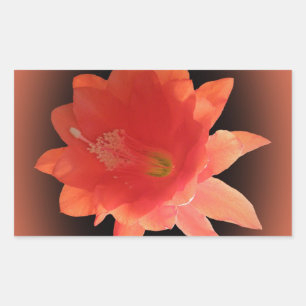 Adesivo Retangular Cacto de orquídea - Epiphyllum Ackermannii - flor