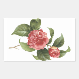 Adesivo Retangular camellia comum (Camellia japonica) por Redouté