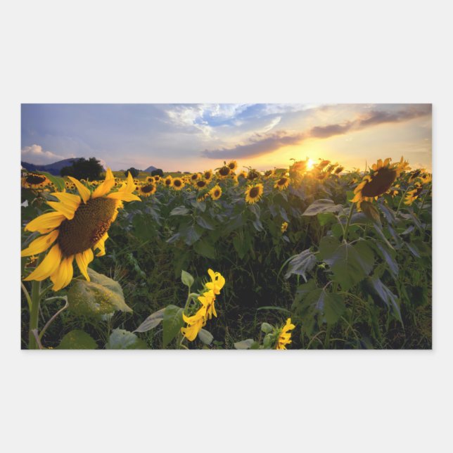 Adesivo Retangular Campo de Sunflower Blooming (Frente)
