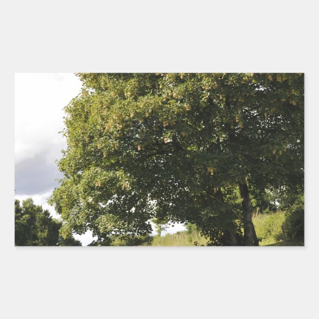 Adesivo Retangular Canal Boats (Frente)