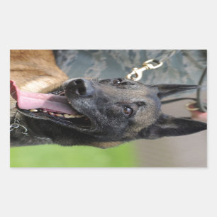 Adesivo Retangular Cão de sorriso de Malinois do belga
