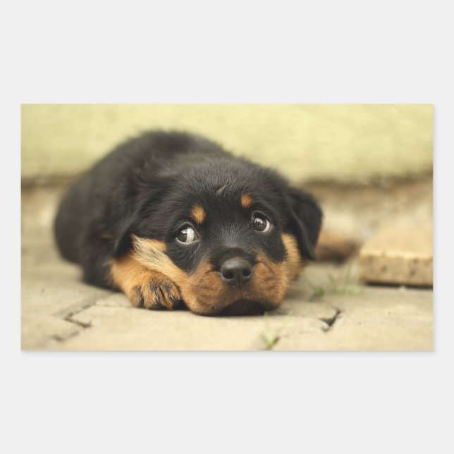 Adesivo Retangular Cãozinho (Frente)