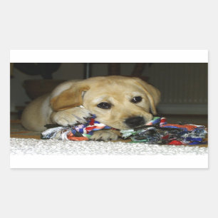 Adesivo Retangular Cãozinho amarelo LR com brinquedo