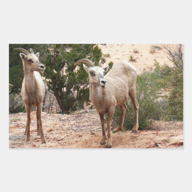 Adesivo Retangular Carneiros Selvagens Engraçados no Parque Nacional  (Frente)