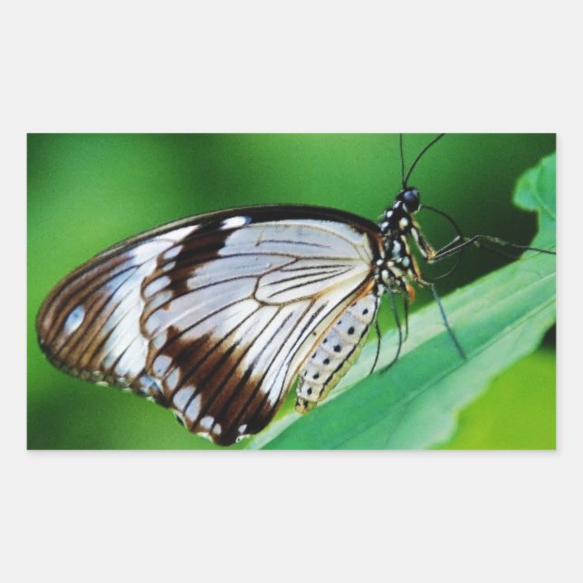 Adesivo Retangular Castanho escuro e borboleta Cinza (Frente)