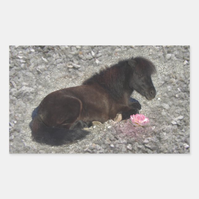 Adesivo Retangular cavalo pônei-sheteus (Frente)