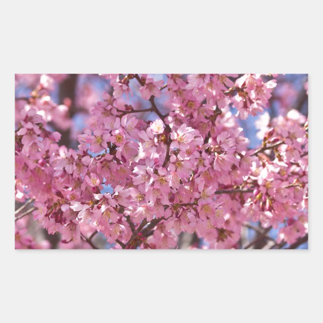 Adesivo Retangular Céu Rosa Flor de Cerejeira Sakura (Frente)