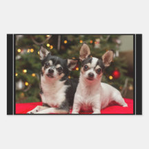Chihuahuas de Natal