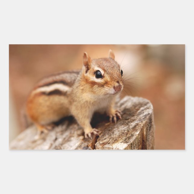 Adesivo Retangular Chipmunk Bonito Aguardando (Frente)