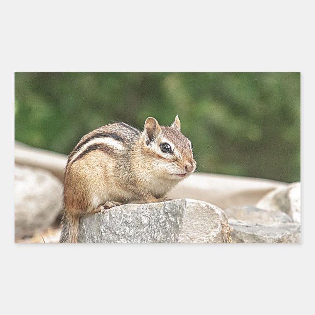 Adesivo Retangular Chipmunk numa pedra (Frente)