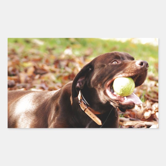 Adesivo Retangular Chocolate Labrador Brincando Com Bola (Frente)